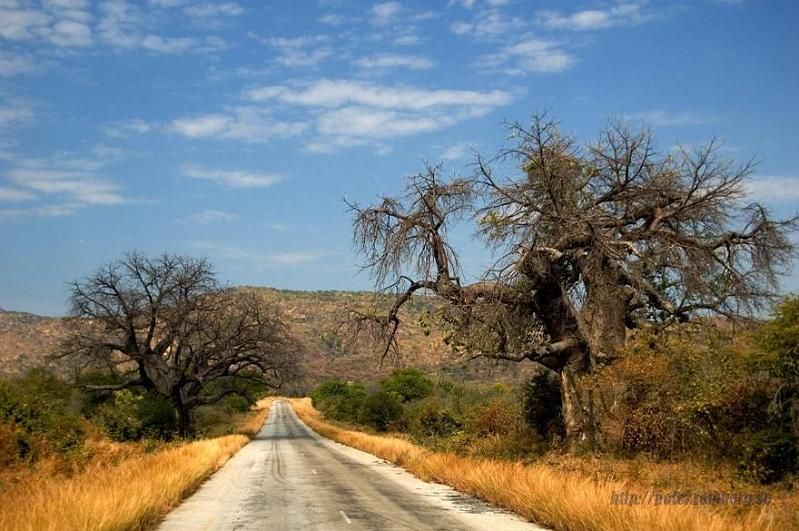 Zimbabwe travel (9).JPG - Baobab with Zambezi escarpment in backround.